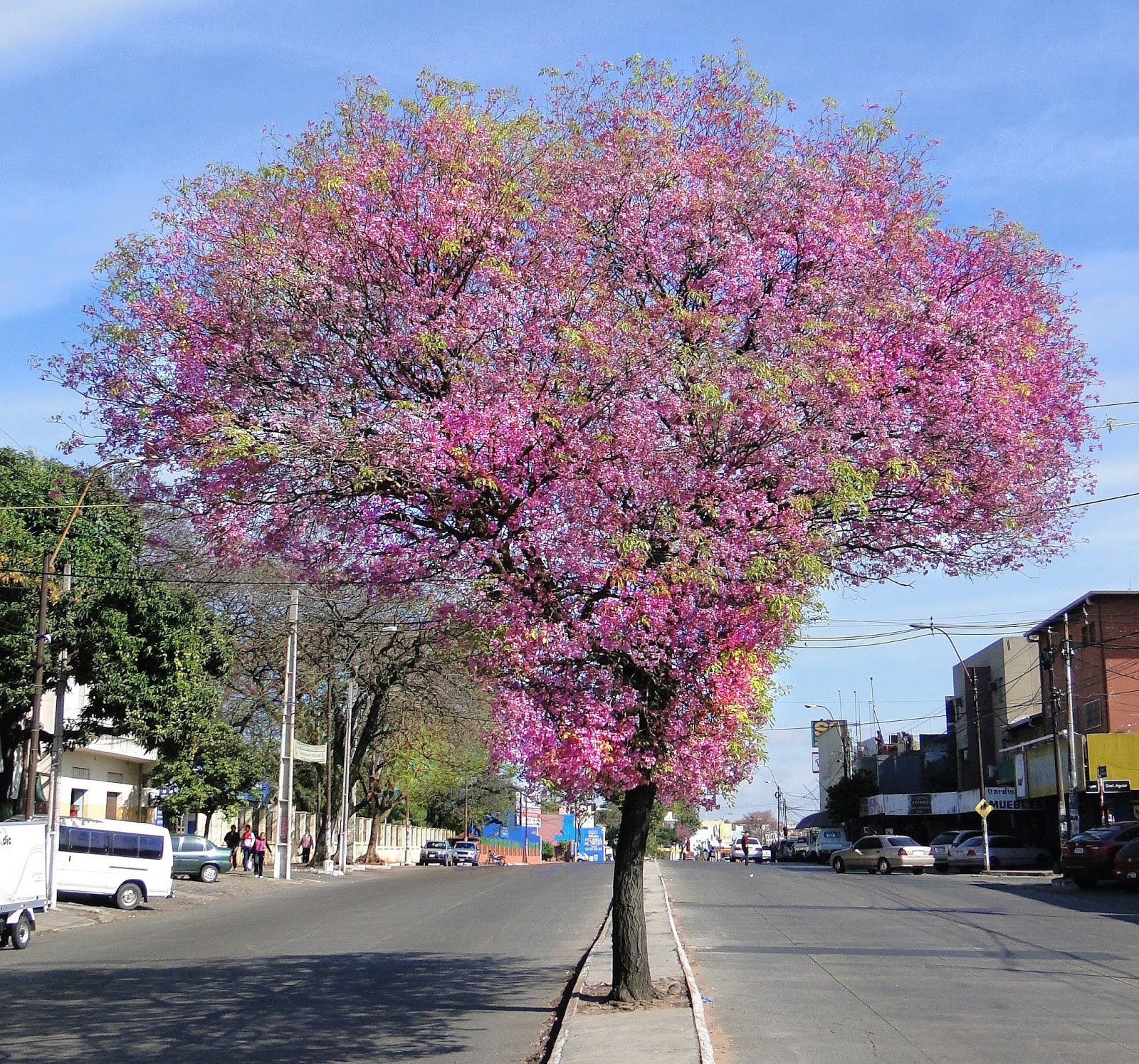 Handroanthus heptaphyllus